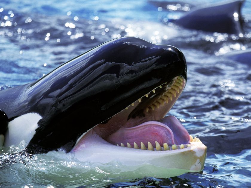 ¿Sabías que las orcas cautivas van al odontólogo?