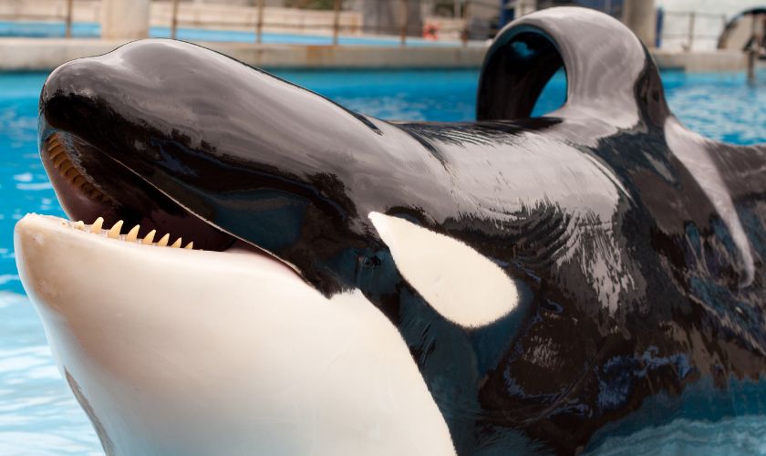 Las orcas en cautividad tienen problemas dentales.
