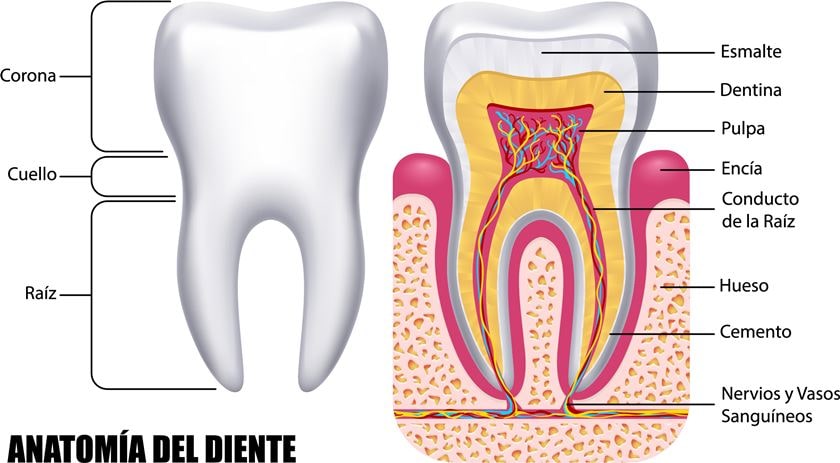 Anatomía del diente