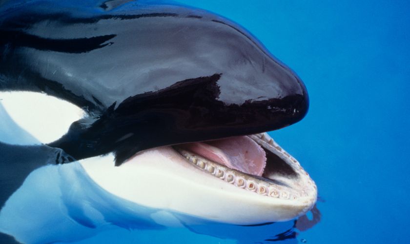 El uso y desgaste natural de los dientes de las orcas en cautividad es menor, lo que afecta a su salud oral.